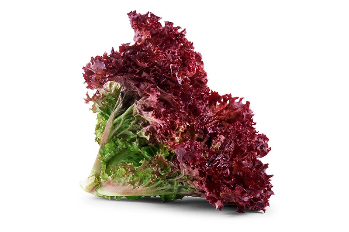 Lollo Rosso - Kučeravý fialový šalát